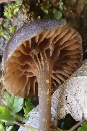  ( - FDS-CA-00542)  @11 [ ] by-nc (2024) Damon Tighe Fungal Diversity Survey