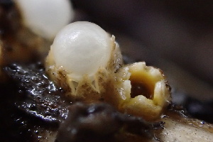  (Sphaerobolus iowensis - FDS-CA-00540)  @11 [ ] by-nc (2024) Damon Tighe Fungal Diversity Survey
