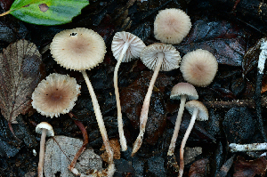  ( - FDS-CA-04105)  @11 [ ] by-nc (2024) Christian Schwarz Fungal Diversity Survey