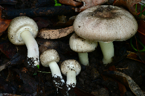  ( - FDS-CA-04116)  @11 [ ] by-nc (2024) Christian Schwarz Fungal Diversity Survey