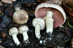  ( - FDS-CA-04116)  @11 [ ] by-nc (2024) Christian Schwarz Fungal Diversity Survey