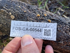  ( - FDS-CA-00544)  @11 [ ] by-nc (2024) Damon Tighe Fungal Diversity Survey