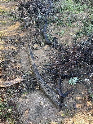  ( - FDS-CA-00544)  @11 [ ] by-nc (2024) Damon Tighe Fungal Diversity Survey