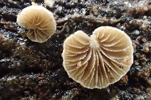  ( - FDS-CA-00544)  @11 [ ] by-nc (2024) Damon Tighe Fungal Diversity Survey
