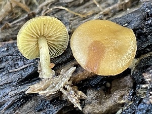  ( - FDS-CA-00545)  @11 [ ] by-nc (2024) Damon Tighe Fungal Diversity Survey