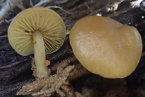  ( - FDS-CA-00545)  @11 [ ] by-nc (2024) Damon Tighe Fungal Diversity Survey