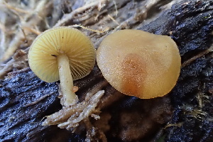  ( - FDS-CA-00545)  @11 [ ] by-nc (2024) Damon Tighe Fungal Diversity Survey