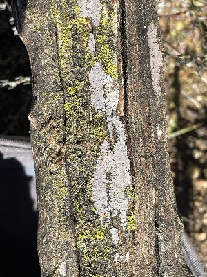  ( - FDS-CA-00548)  @11 [ ] by-nc (2024) Damon Tighe Fungal Diversity Survey