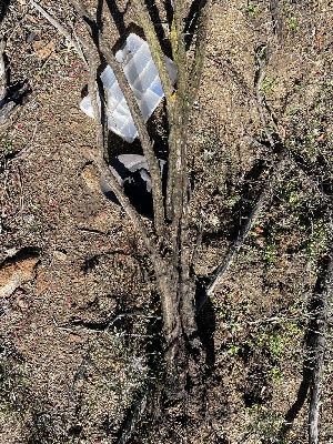  ( - FDS-CA-00548)  @11 [ ] by-nc (2024) Damon Tighe Fungal Diversity Survey
