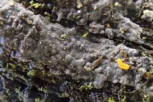  (Peniophora sp. CA02 - FDS-CA-00548)  @11 [ ] by-nc (2024) Damon Tighe Fungal Diversity Survey