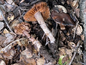  ( - FDS-CA-00550)  @11 [ ] by-nc (2024) Damon Tighe Fungal Diversity Survey