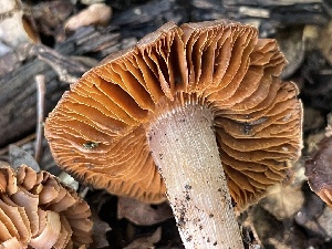  ( - FDS-CA-00550)  @11 [ ] by-nc (2024) Damon Tighe Fungal Diversity Survey