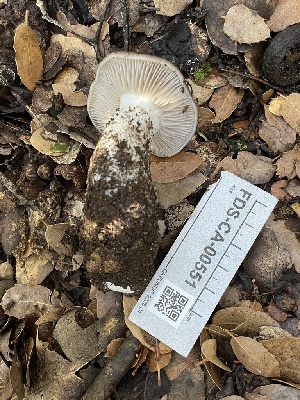  ( - FDS-CA-00551)  @11 [ ] by-nc (2024) Damon Tighe Fungal Diversity Survey