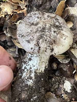  ( - FDS-CA-00551)  @11 [ ] by-nc (2024) Damon Tighe Fungal Diversity Survey