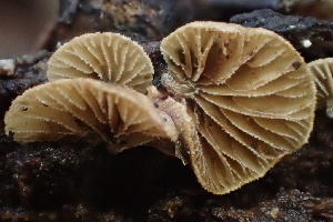  ( - FDS-CA-00552)  @11 [ ] by-nc (2024) Damon Tighe Fungal Diversity Survey