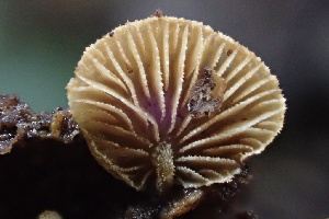  (Simocybe sp. haustellaris-CA02 - FDS-CA-00552)  @11 [ ] by-nc (2024) Damon Tighe Fungal Diversity Survey