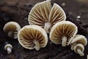  ( - FDS-CA-00553)  @11 [ ] by-nc (2024) Damon Tighe Fungal Diversity Survey