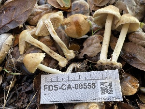  ( - FDS-CA-00558)  @11 [ ] by-nc (2024) Damon Tighe Fungal Diversity Survey