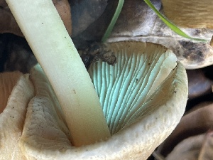  ( - FDS-CA-00558)  @11 [ ] by-nc (2024) Damon Tighe Fungal Diversity Survey