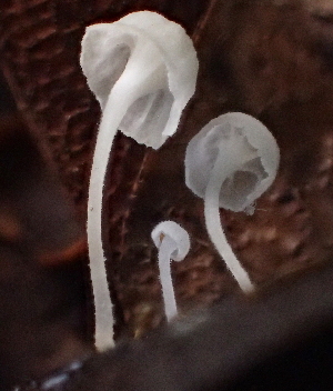  ( - FDS-CA-00559)  @11 [ ] by-nc (2024) Damon Tighe Fungal Diversity Survey