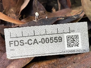  ( - FDS-CA-00559)  @11 [ ] by-nc (2024) Damon Tighe Fungal Diversity Survey