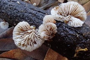  ( - FDS-CA-00561)  @11 [ ] by-nc (2024) Damon Tighe Fungal Diversity Survey