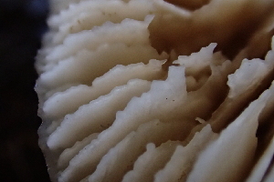  ( - FDS-CA-00561)  @11 [ ] by-nc (2024) Damon Tighe Fungal Diversity Survey