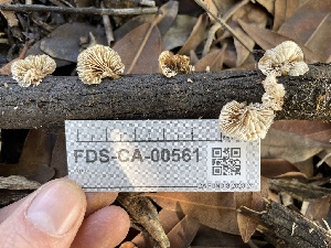  ( - FDS-CA-00561)  @11 [ ] by-nc (2024) Damon Tighe Fungal Diversity Survey