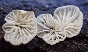  ( - FDS-CA-00562)  @11 [ ] by-nc (2024) Damon Tighe Fungal Diversity Survey