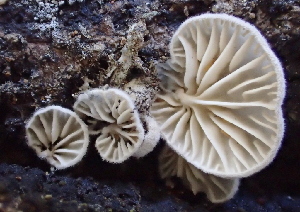  ( - FDS-CA-00562)  @11 [ ] by-nc (2024) Damon Tighe Fungal Diversity Survey