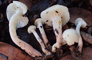  ( - FDS-CA-00563)  @11 [ ] by-nc (2024) Damon Tighe Fungal Diversity Survey