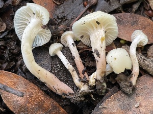  ( - FDS-CA-00563)  @11 [ ] by-nc (2024) Damon Tighe Fungal Diversity Survey