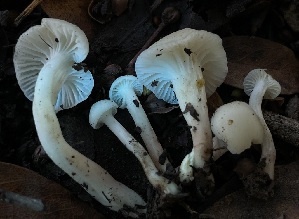  ( - FDS-CA-00563)  @11 [ ] by-nc (2024) Damon Tighe Fungal Diversity Survey