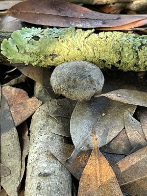  ( - FDS-CA-00564)  @11 [ ] by-nc (2024) Damon Tighe Fungal Diversity Survey