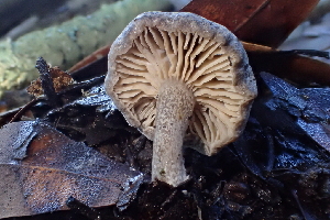  (Rhodocybe - FDS-CA-00564)  @11 [ ] by-nc (2024) Damon Tighe Fungal Diversity Survey