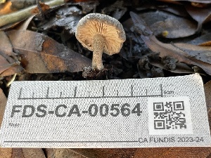  ( - FDS-CA-00564)  @11 [ ] by-nc (2024) Damon Tighe Fungal Diversity Survey