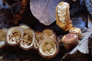  (Crucibulum - FDS-CA-00565)  @11 [ ] by-nc (2024) Damon Tighe Fungal Diversity Survey