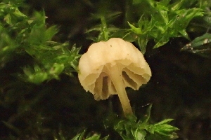 ( - FDS-CA-00566)  @11 [ ] by-nc (2024) Damon Tighe Fungal Diversity Survey