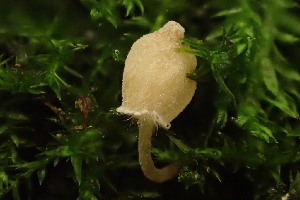  ( - FDS-CA-00566)  @11 [ ] by-nc (2024) Damon Tighe Fungal Diversity Survey