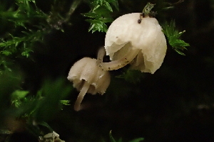  ( - FDS-CA-00566)  @11 [ ] by-nc (2024) Damon Tighe Fungal Diversity Survey