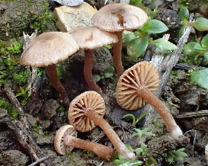  (Tubaria sp. conspersa-CA01 - FDS-CA-00569)  @11 [ ] by-nc (2024) Damon Tighe Fungal Diversity Survey