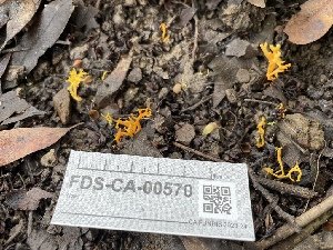  ( - FDS-CA-00570)  @11 [ ] by-nc (2024) Damon Tighe Fungal Diversity Survey