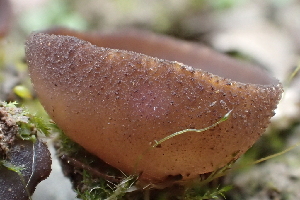  ( - FDS-CA-00571)  @11 [ ] by-nc (2024) Damon Tighe Fungal Diversity Survey