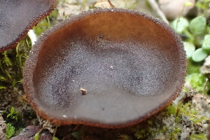  ( - FDS-CA-00571)  @11 [ ] by-nc (2024) Damon Tighe Fungal Diversity Survey