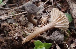  ( - FDS-CA-00572)  @11 [ ] by-nc (2024) Damon Tighe Fungal Diversity Survey