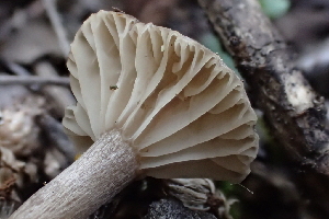  ( - FDS-CA-00572)  @11 [ ] by-nc (2024) Damon Tighe Fungal Diversity Survey