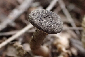  ( - FDS-CA-00572)  @11 [ ] by-nc (2024) Damon Tighe Fungal Diversity Survey