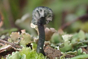  (Arrhenia sp. CA04 - FDS-CA-00573)  @11 [ ] by-nc (2024) Damon Tighe Fungal Diversity Survey