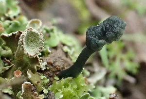  ( - FDS-CA-00573)  @11 [ ] by-nc (2024) Damon Tighe Fungal Diversity Survey