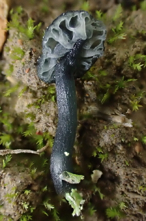  ( - FDS-CA-00573)  @11 [ ] by-nc (2024) Damon Tighe Fungal Diversity Survey